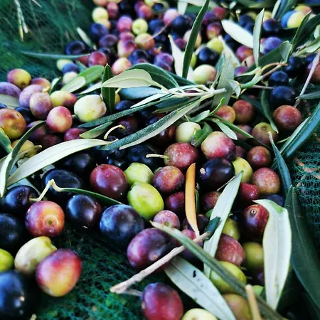 Фермерский дом San Processo