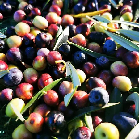 Фермерский дом San Processo *